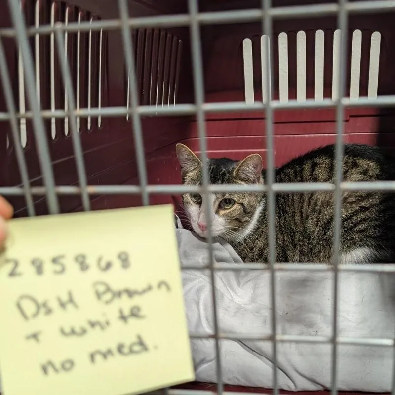 An adult medium-sized male Brown / Chocolate Domestic Short Hair cat named Jaegar for adoption in Fairport, NY