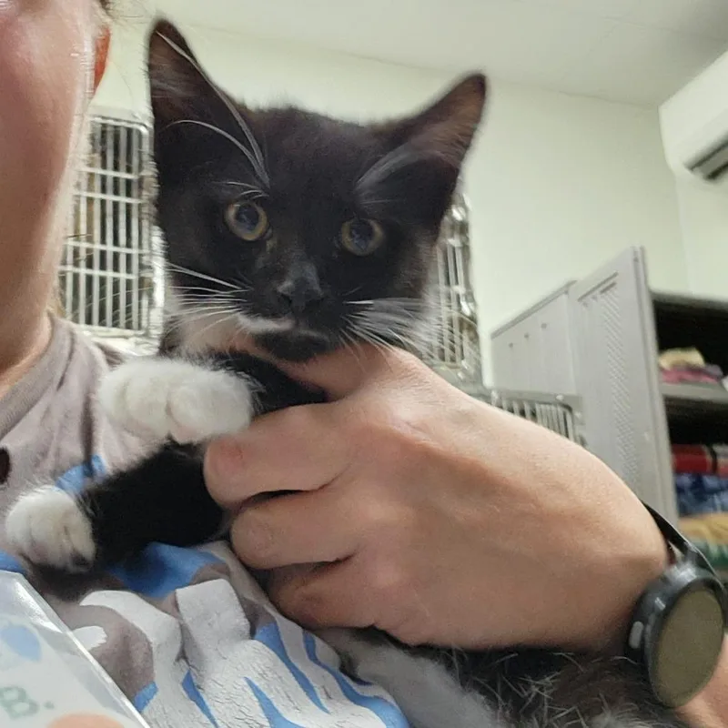 A baby small-sized male Black Domestic Short Hair cat named Whiskers for adoption in Grand Rapids, MI