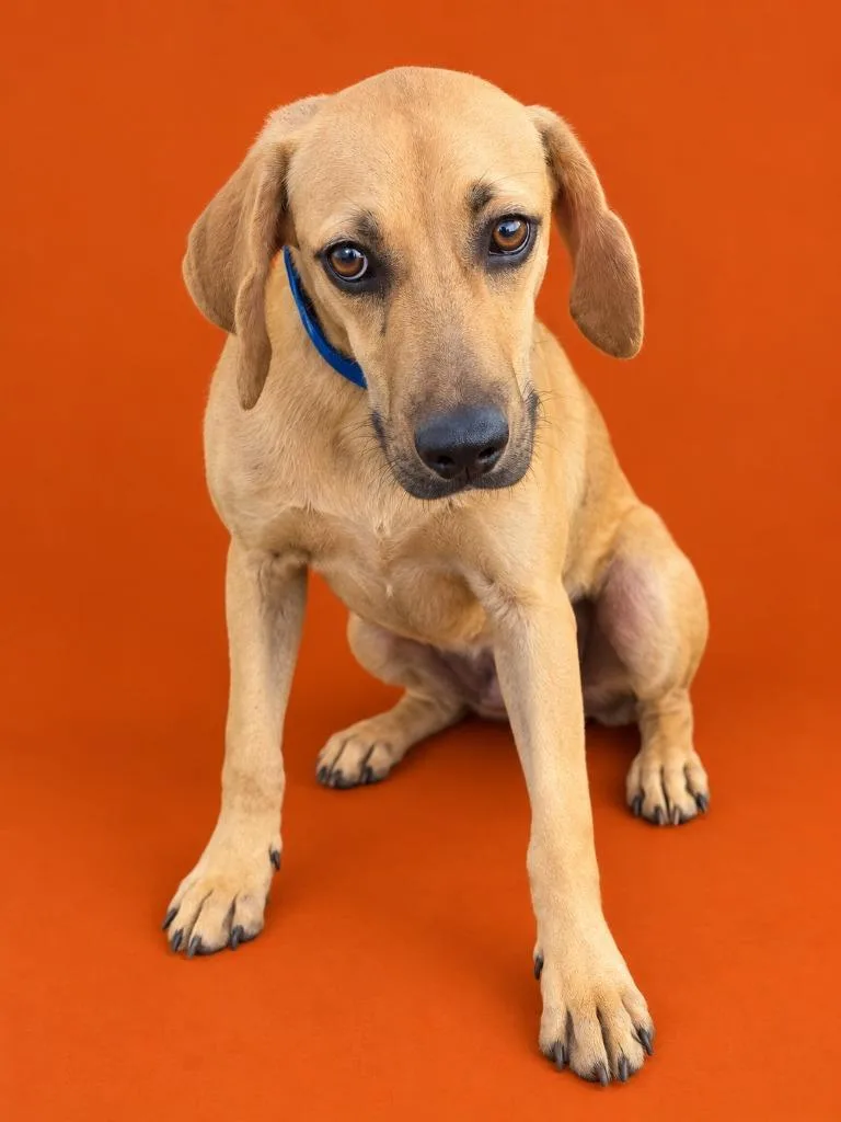 A baby medium-sized female Black Mouth Cur dog named Luna for adoption in Wauchula, FL