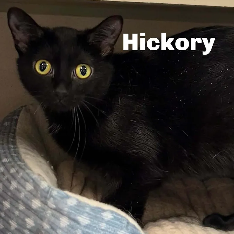 An adult medium-sized female Domestic Short Hair cat named Hickory for adoption in Escanaba, MI