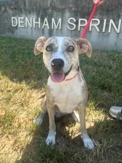A young medium-sized female Mixed Breed dog named Anastasia for adoption in Denham Springs, LA