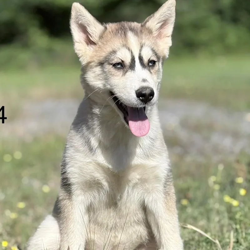 A baby large-sized female Siberian Husky dog named Magda for adoption in Oak Bluffs, MA