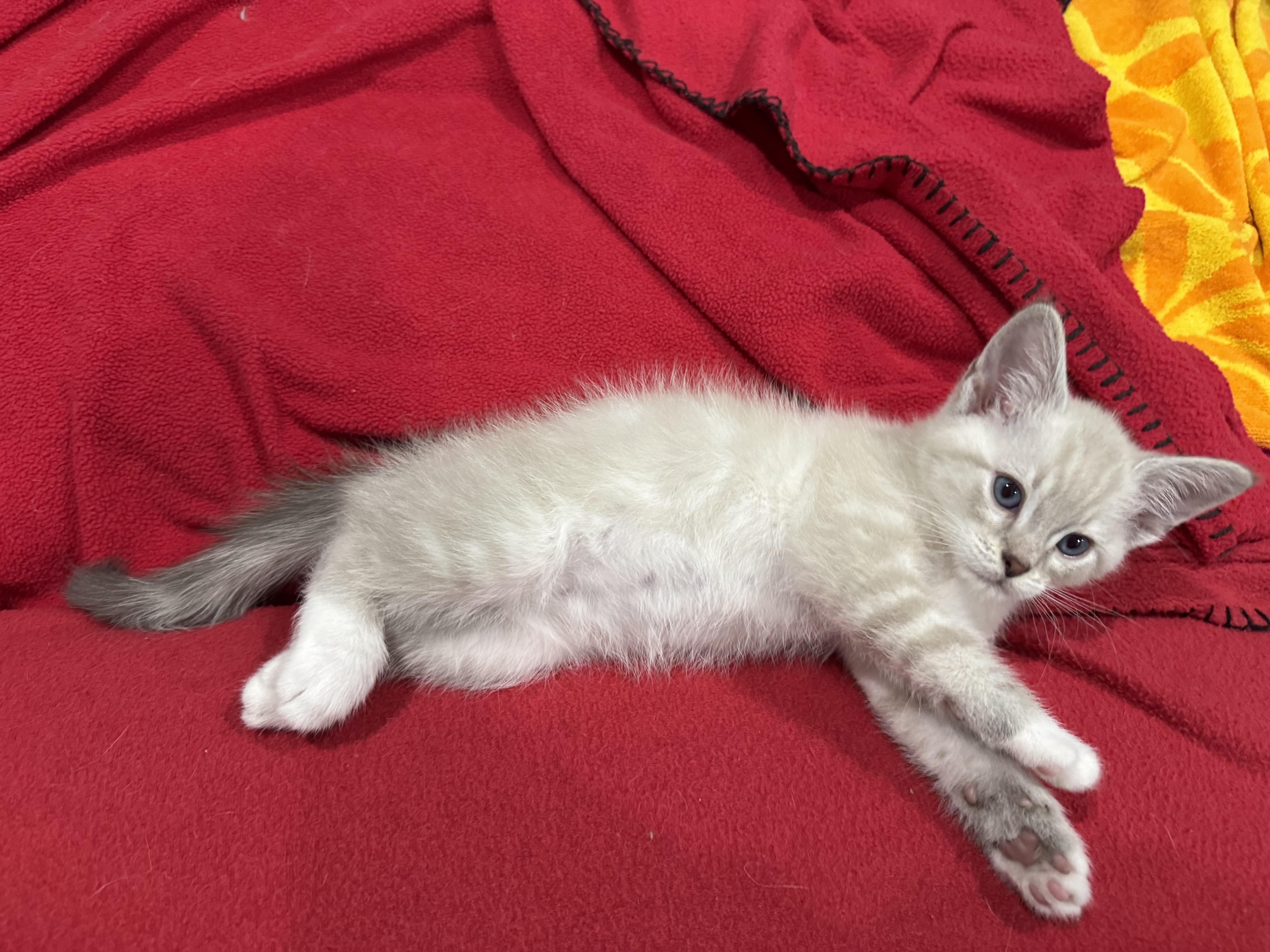 A baby small-sized male Siamese cat named Kelvin for adoption in Richmond, VA