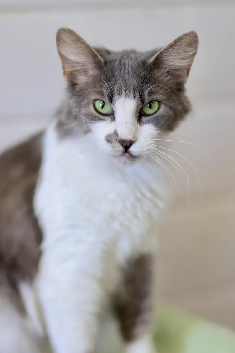 An adult small-sized female Gray & White Domestic Medium Hair cat named Toga for adoption in Webster, WI