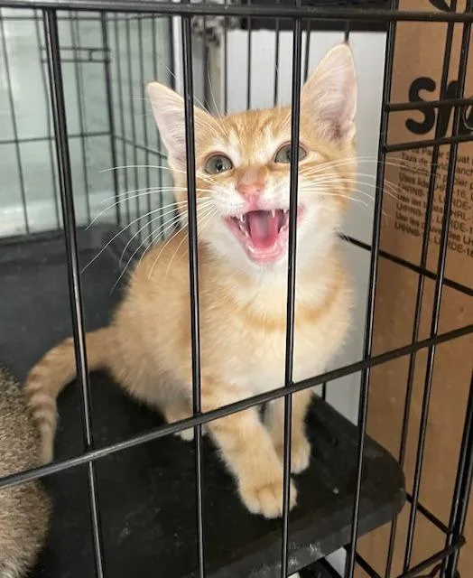 A baby small-sized male Domestic Short Hair cat named Tommy for adoption in Fort Worth, TX