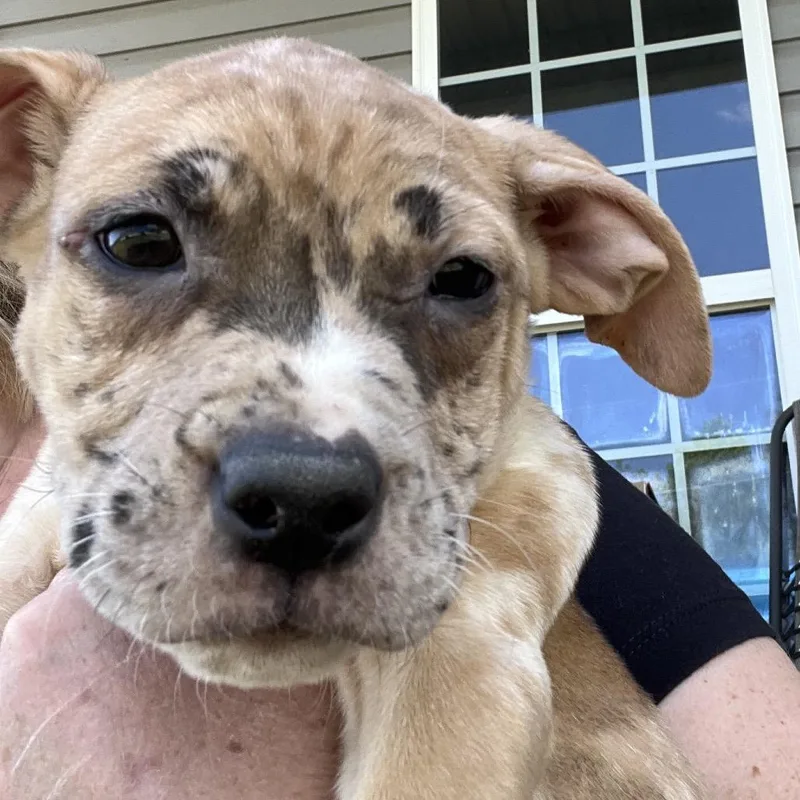 A baby medium-sized female Golden American Staffordshire Terrier dog named Skittlesyellow for adoption in Cartersville, GA