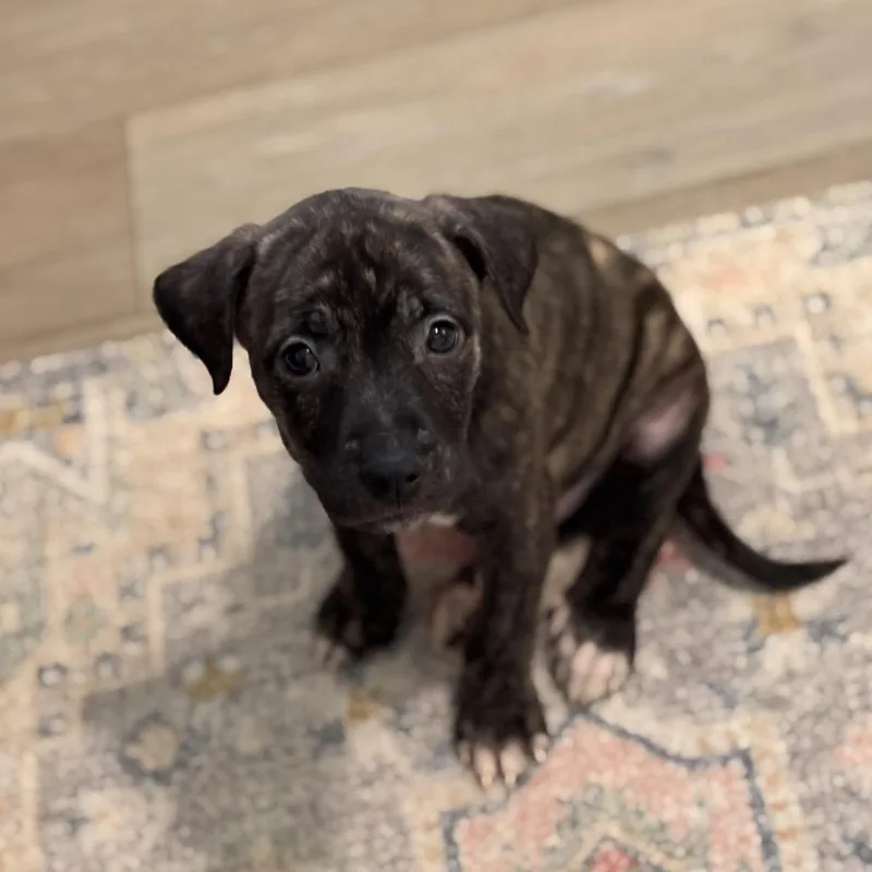 A baby medium-sized male Brown / Chocolate Mixed Breed dog named Rolo for adoption in Durham, NC