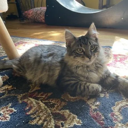 A baby small-sized female Brown / Chocolate Domestic Medium Hair cat named Tova for adoption in Greenwood, MO