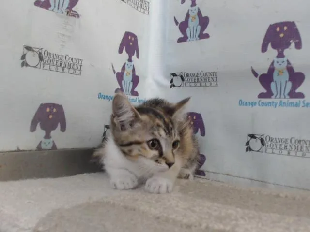 A baby small-sized female Domestic Short Hair cat named A for adoption in Orlando, FL