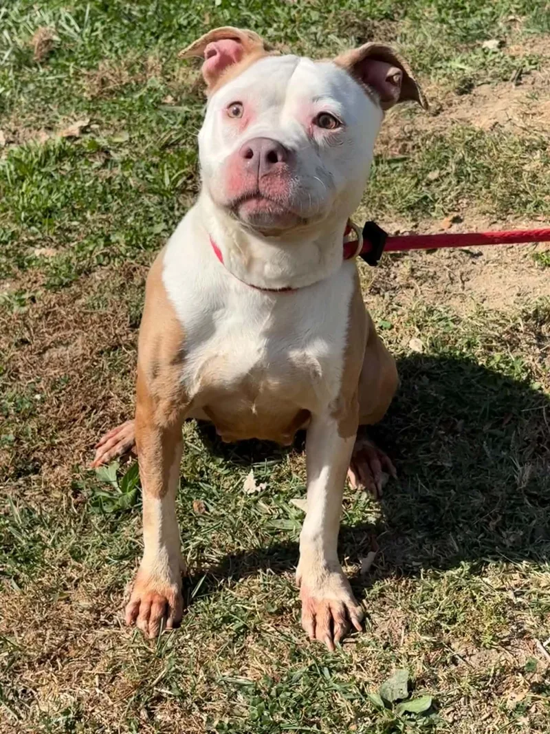 An adult medium-sized female White / Cream Pit Bull Terrier dog named Hennesey for adoption in Springfield, IL