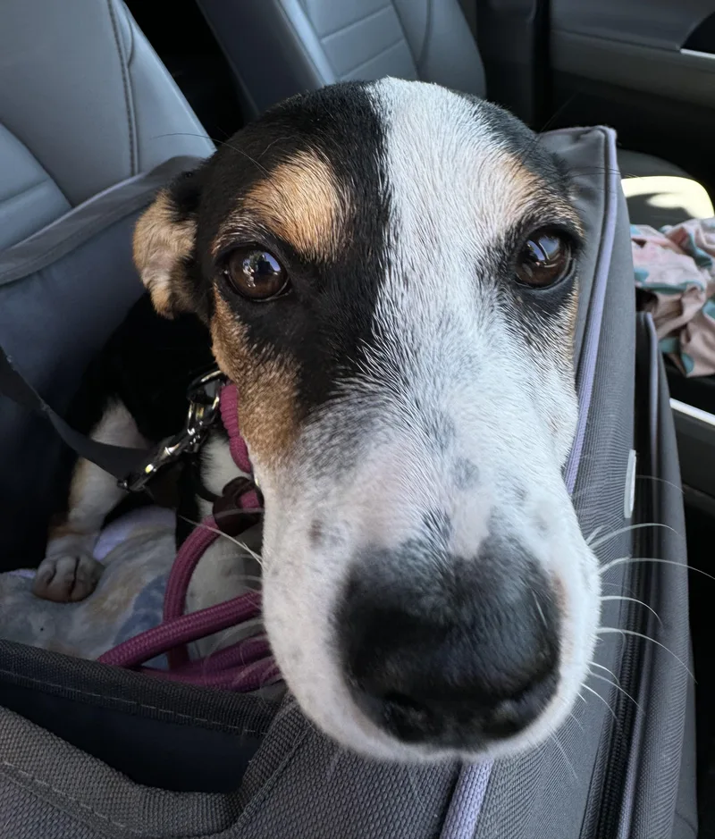 A young medium-sized female Tricolor (Brown, Black, & White) Corgi dog named Jasmine for adoption in Arroyo Grande, CA