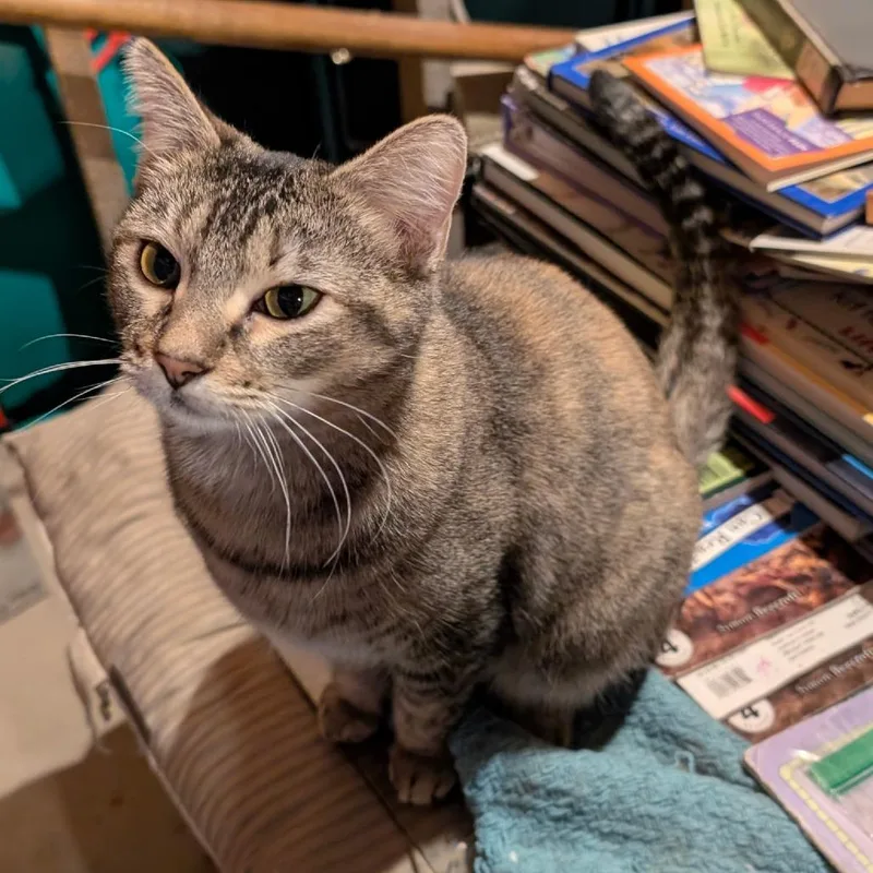 An adult medium-sized female Gray / Blue / Silver Domestic Short Hair cat named Nomi for adoption in Layton, UT