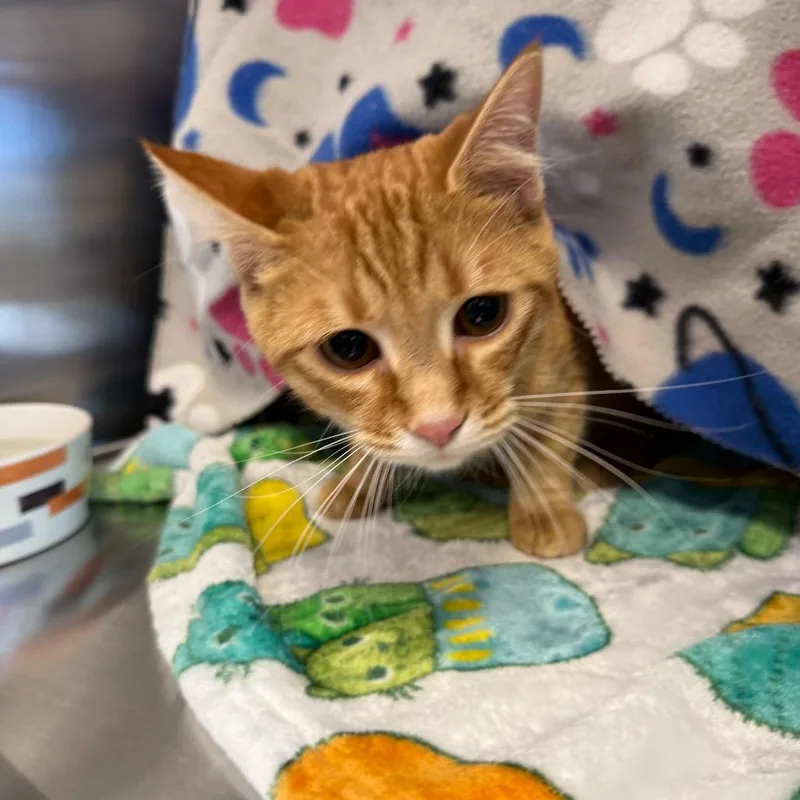 A young small-sized female Orange / Red Domestic Short Hair cat named Lucy for adoption in Madisonville, TN