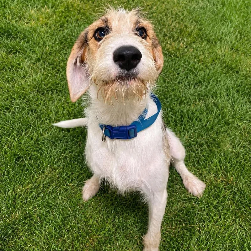 An adult medium-sized male White / Cream Wirehaired Terrier dog named Sparkman for adoption in Brownsboro, AL