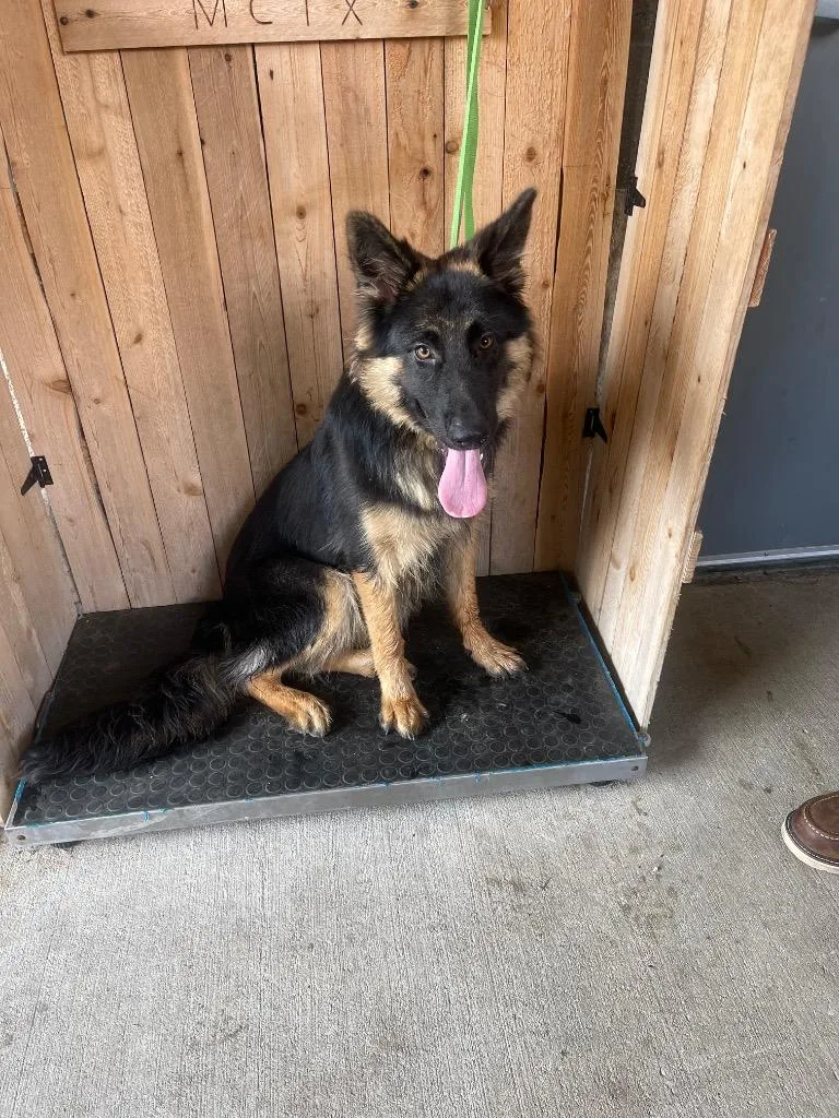 A young large-sized female German Shepherd Dog dog named Jessie for adoption in Missouri City, TX