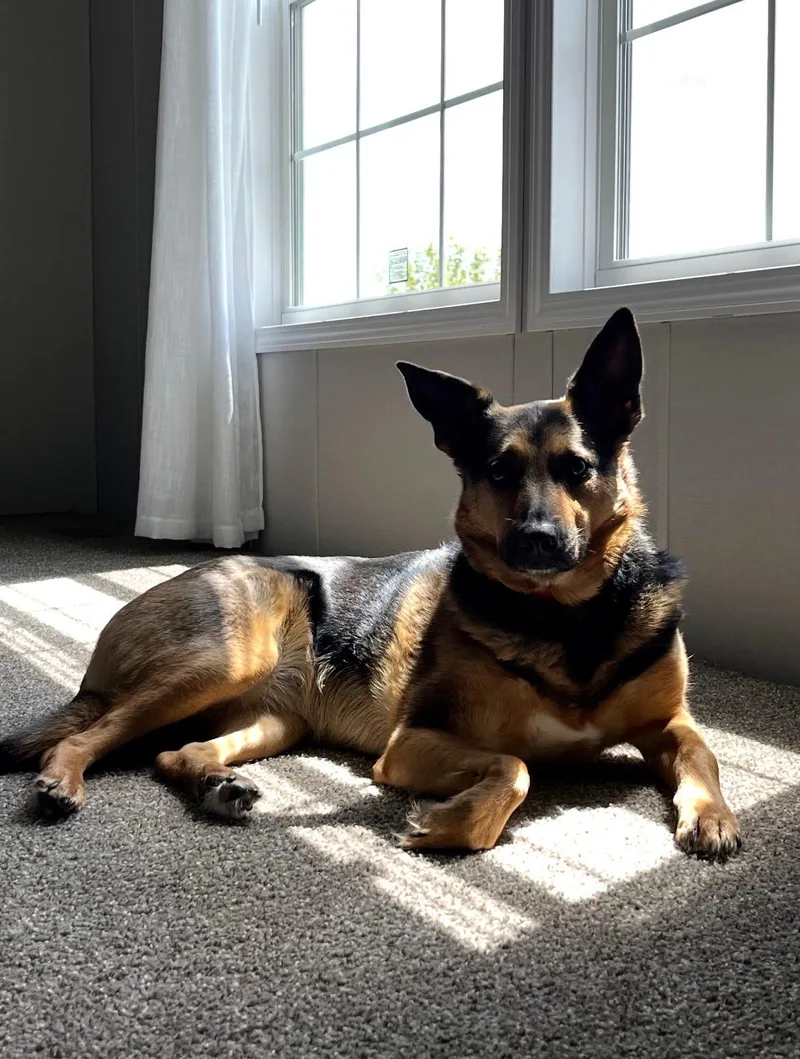 A young medium-sized female Black German Shepherd Dog dog named Lilo for adoption in White Lake, MI