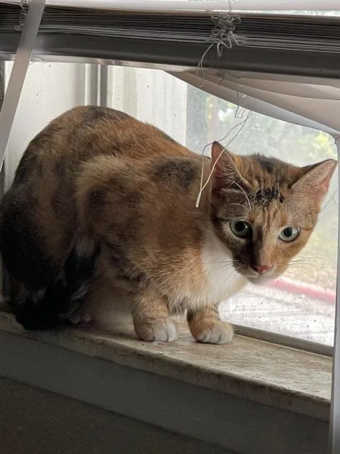 An adult medium-sized female Domestic Short Hair cat named Jade for adoption in San Antonio, TX
