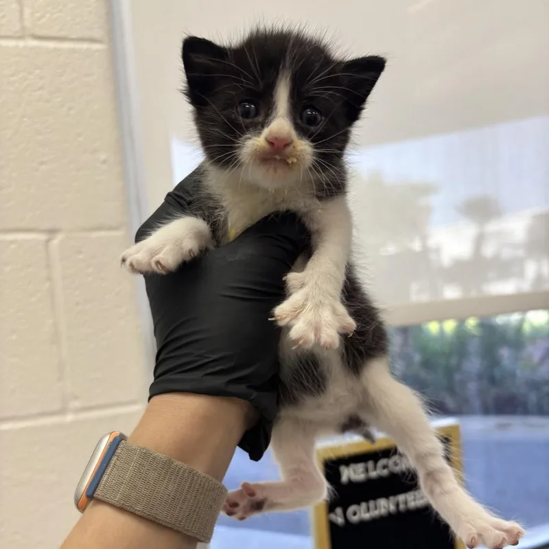 A baby small-sized female Black Domestic Short Hair cat named Inej for adoption in Corpus Christi, TX