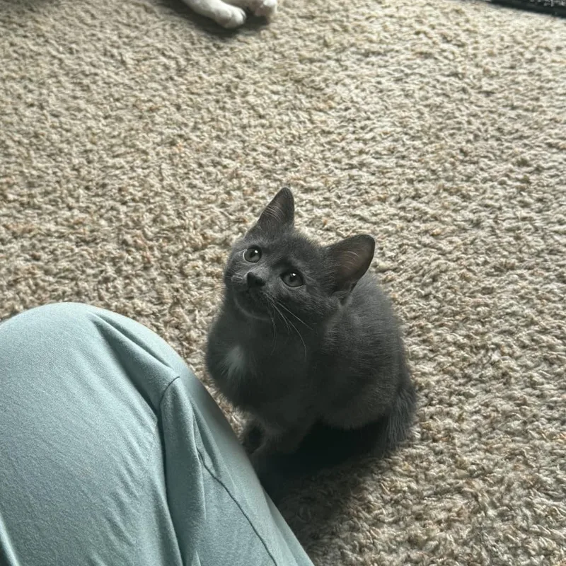 A baby small-sized female Gray / Blue / Silver Domestic Short Hair cat named Dove for adoption in Odenton, MD