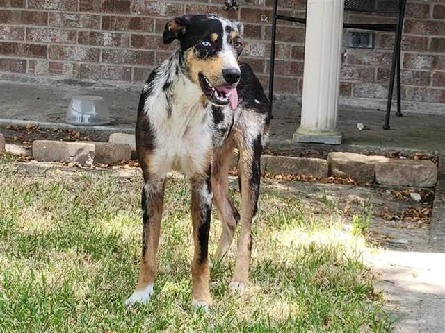 A young medium-sized female Catahoula Leopard Dog dog named Nola for adoption in Houston, TX
