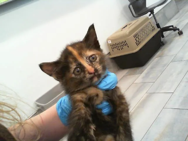 A baby small-sized female Domestic Short Hair cat named Willa for adoption in Charlotte, NC