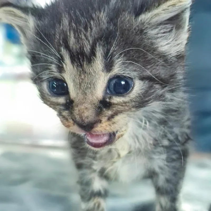 A baby small-sized female Gray / Blue / Silver Domestic Short Hair cat named Carolina for adoption in Chapel Hill, NC