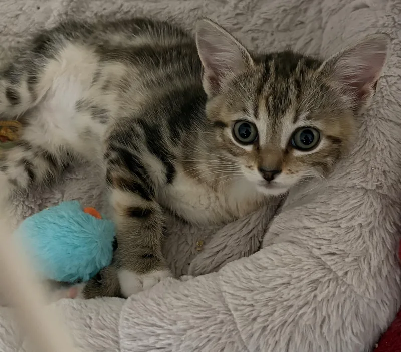 A baby medium-sized female Tabby (Buff / Tan / Fawn) Tabby cat named Mrs.kravitz for adoption in Roslyn Heights, NY