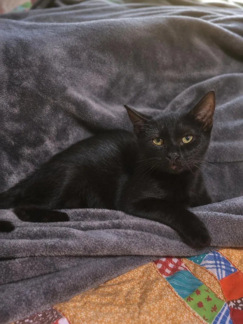 A baby small-sized male Black Domestic Short Hair cat named Benny for adoption in Smicksburg, pa 16256, PA