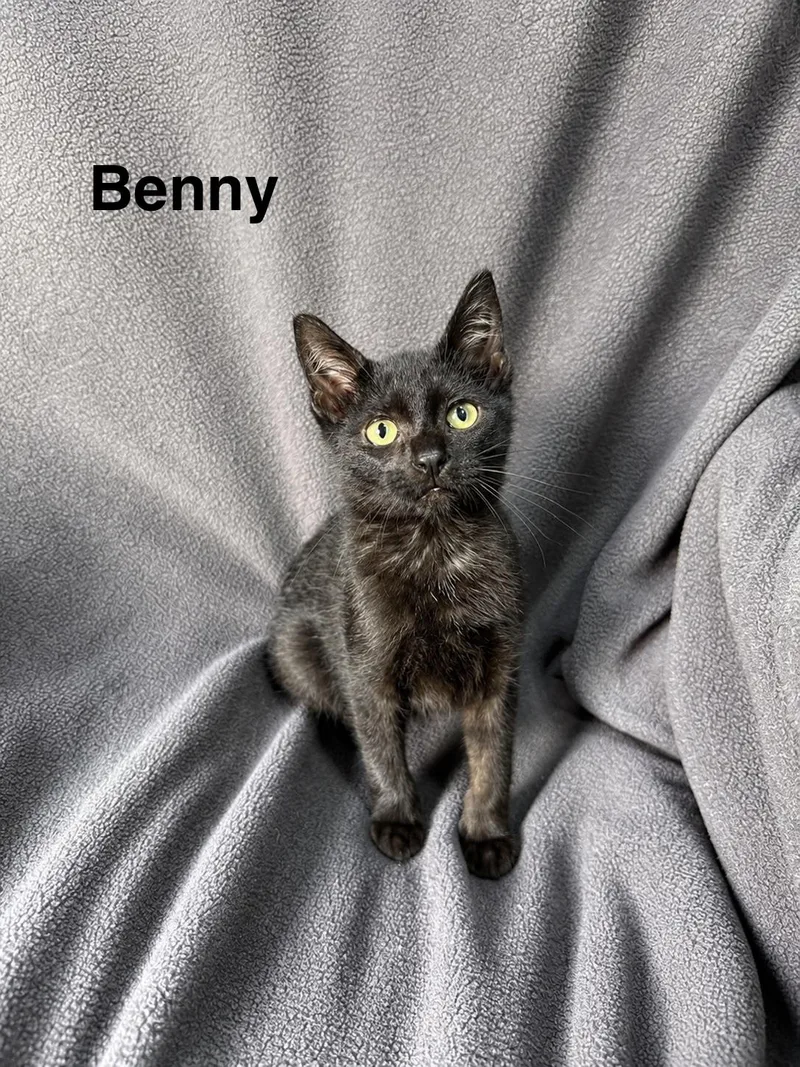 Benny thumbnail 4