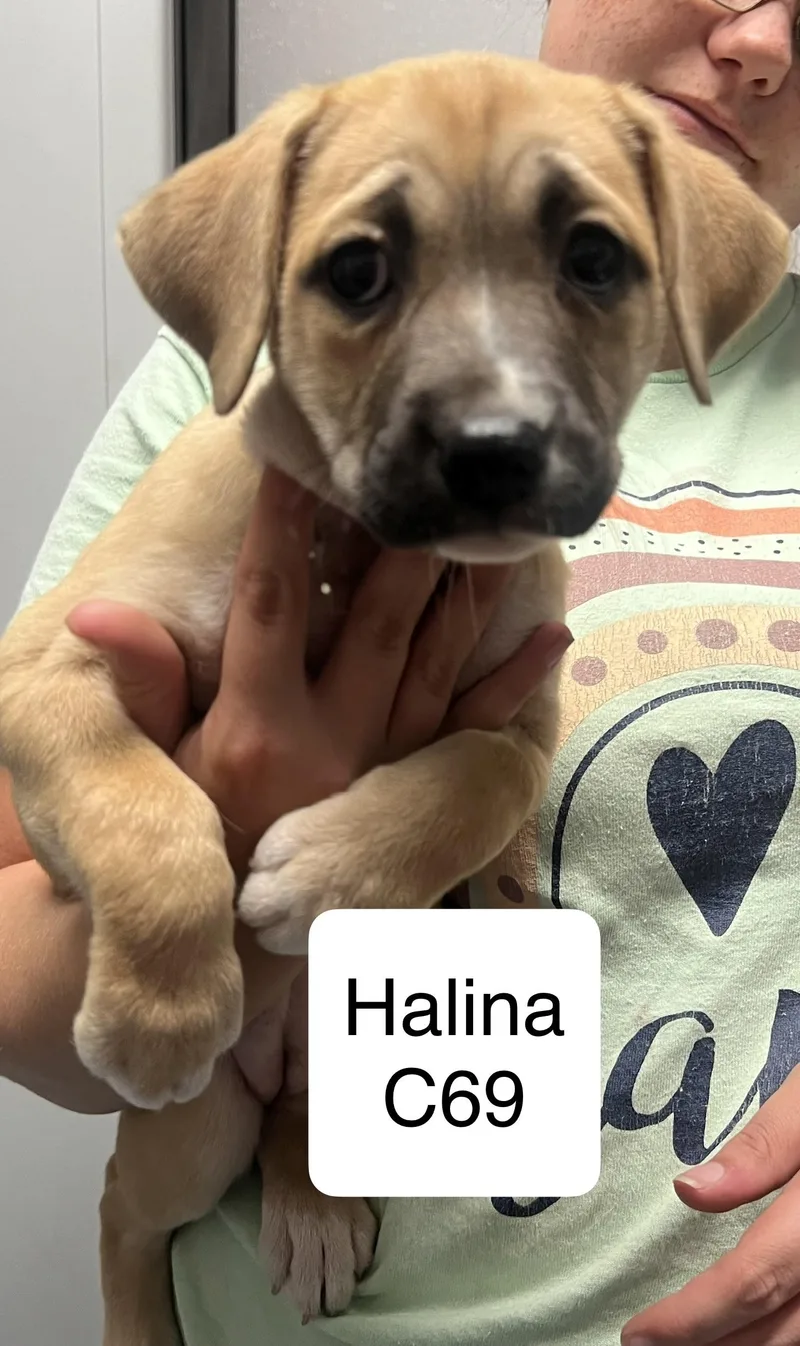A baby medium-sized female Brown / Chocolate Beagle dog named Halina for adoption in Morganton, NC