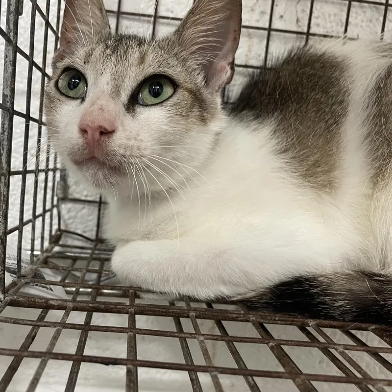 A young medium-sized male White Domestic Short Hair cat named Dash for adoption in Edinburg, TX