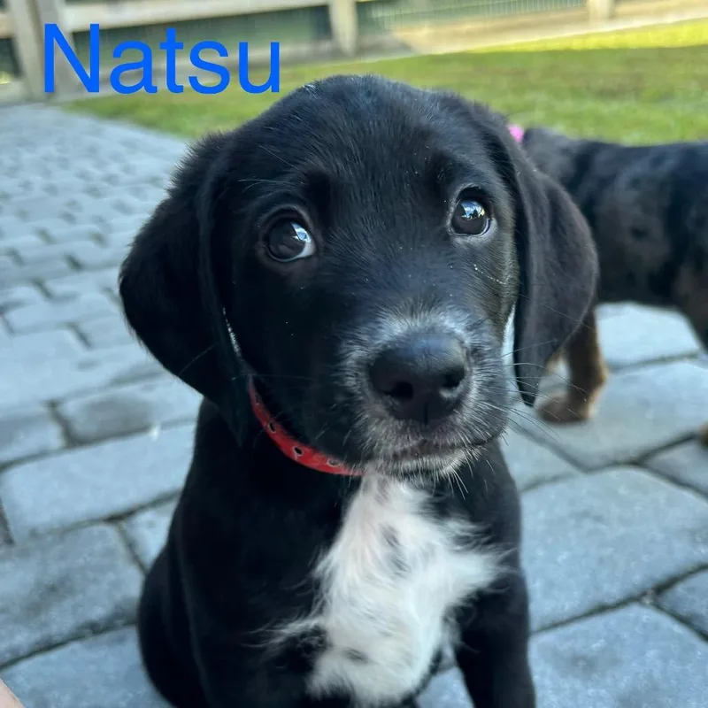 Natsu thumbnail 2
