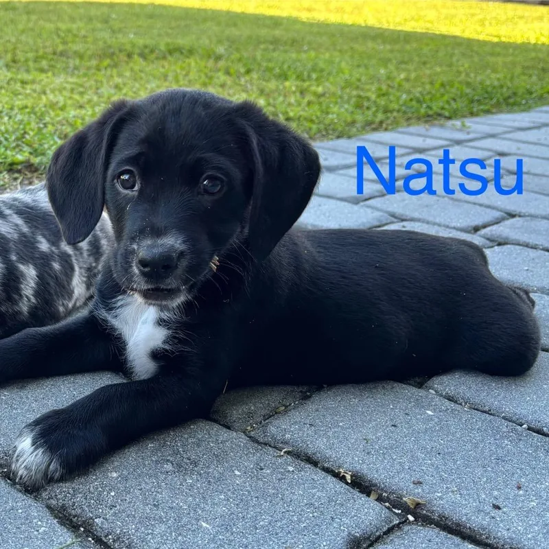 Natsu thumbnail 3