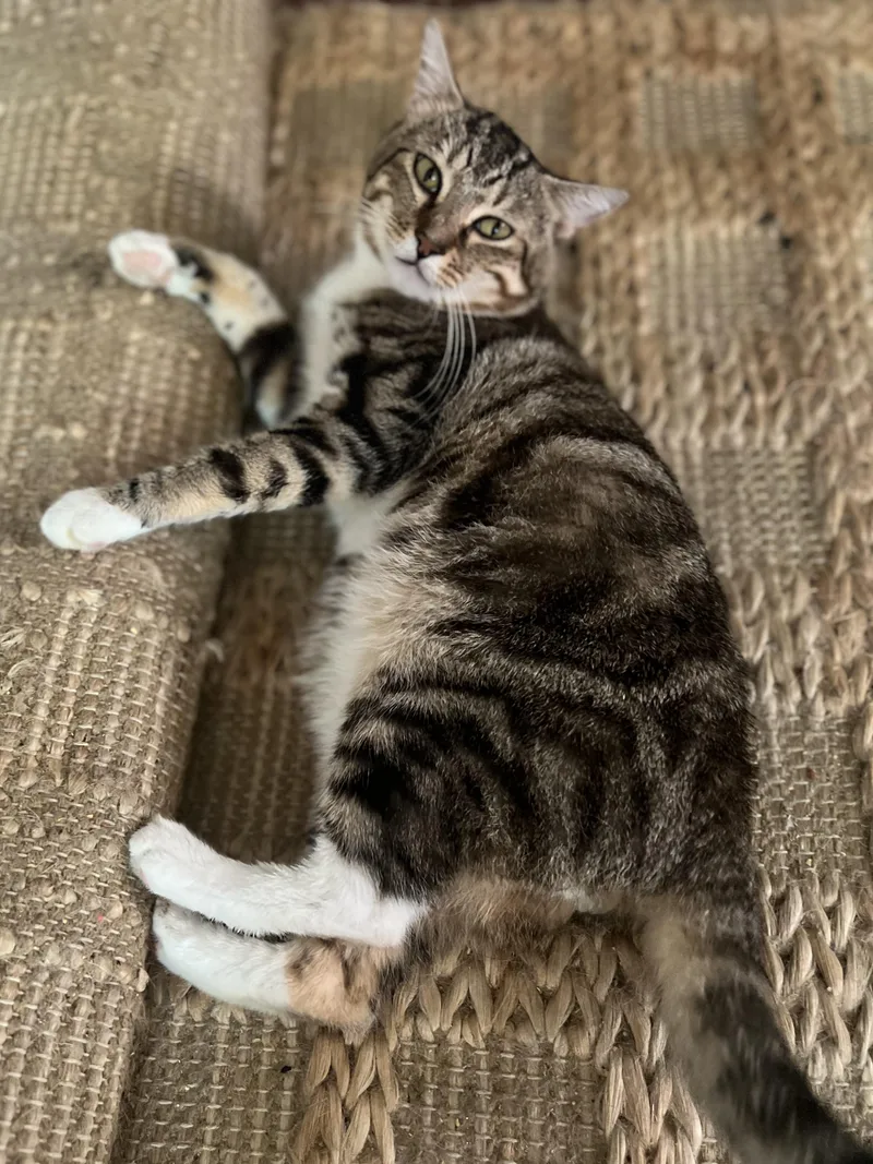 Mr. Sweetness ~ Cuddle thumbnail 2