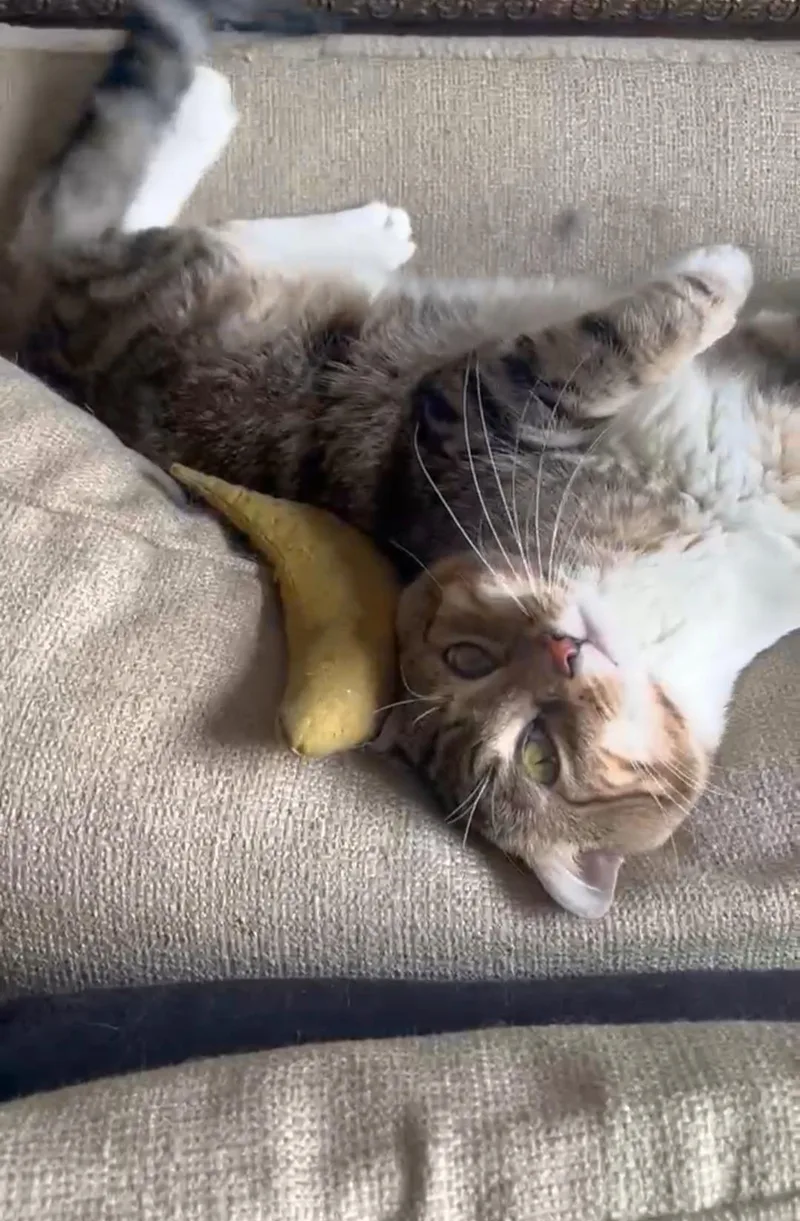 Mr. Sweetness ~ Cuddle thumbnail 3