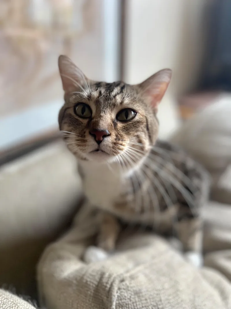 Mr. Sweetness ~ Cuddle thumbnail 4