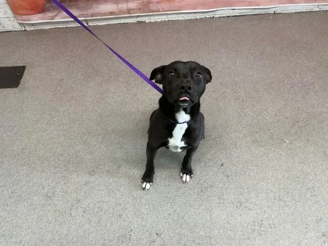 An adult medium-sized male Pit Bull Terrier dog named Cash for adoption in San Bernardino, CA