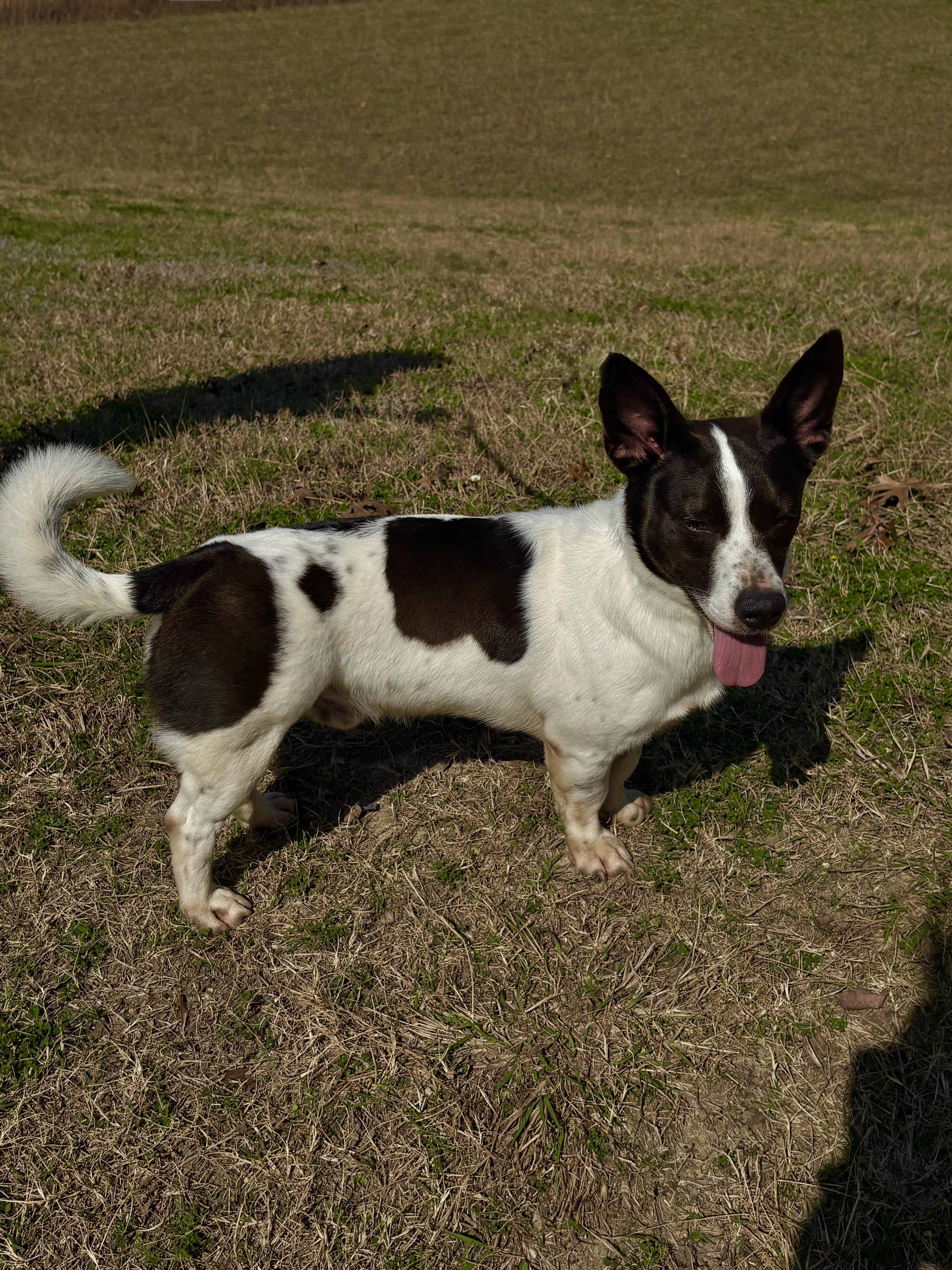 Skippy Fun Buddy! thumbnail 2