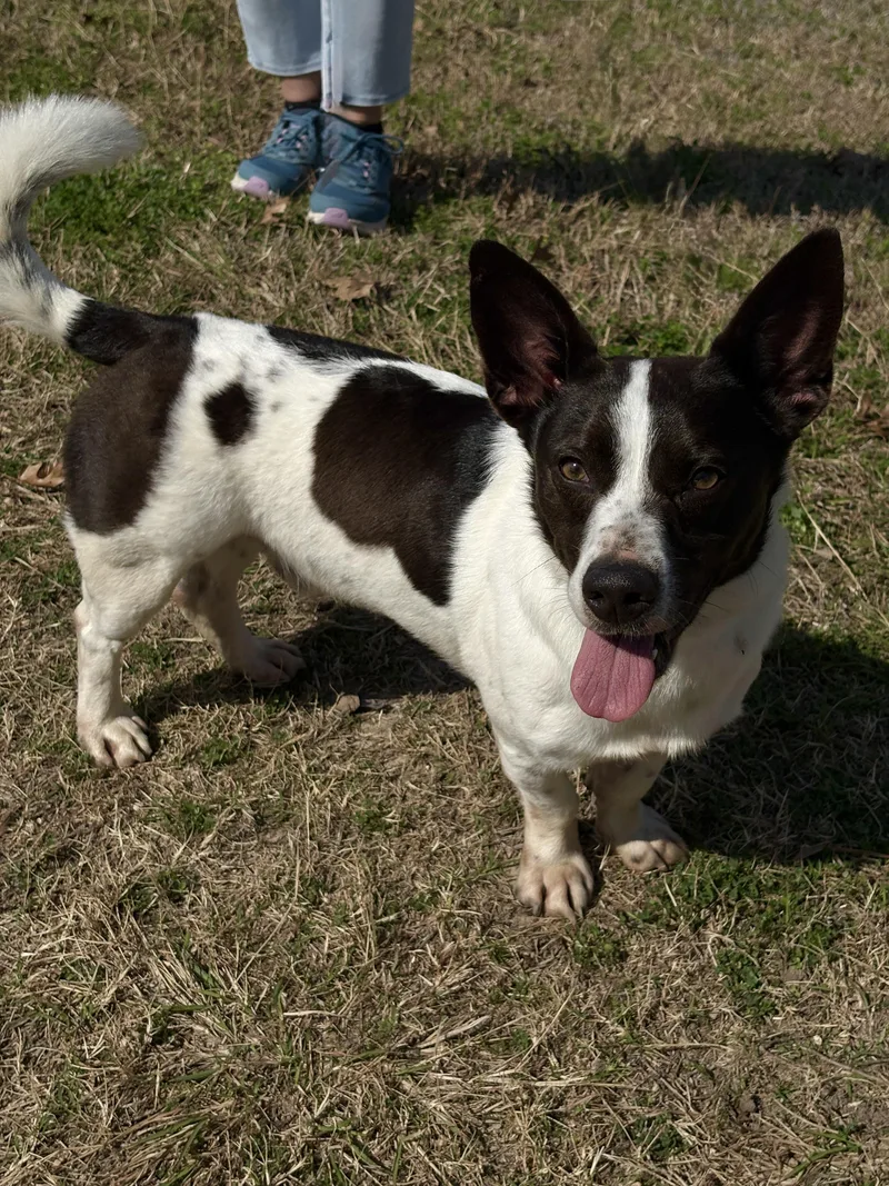 A young small-sized male Black Corgi dog named Skippy Fun Buddy! for adoption in Cypress, TX
