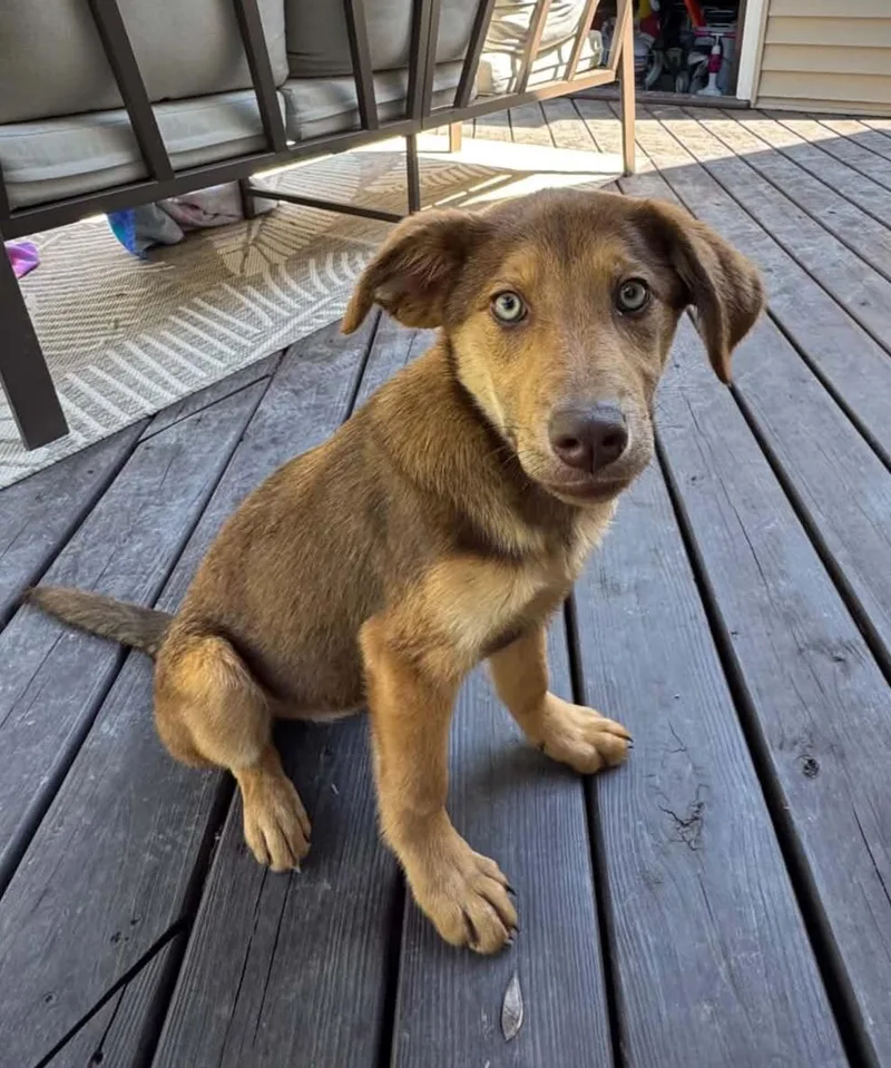 A baby medium-sized female Yellow / Tan / Blond / Fawn Shepherd dog named Meep for adoption in Grand Rapids, MI