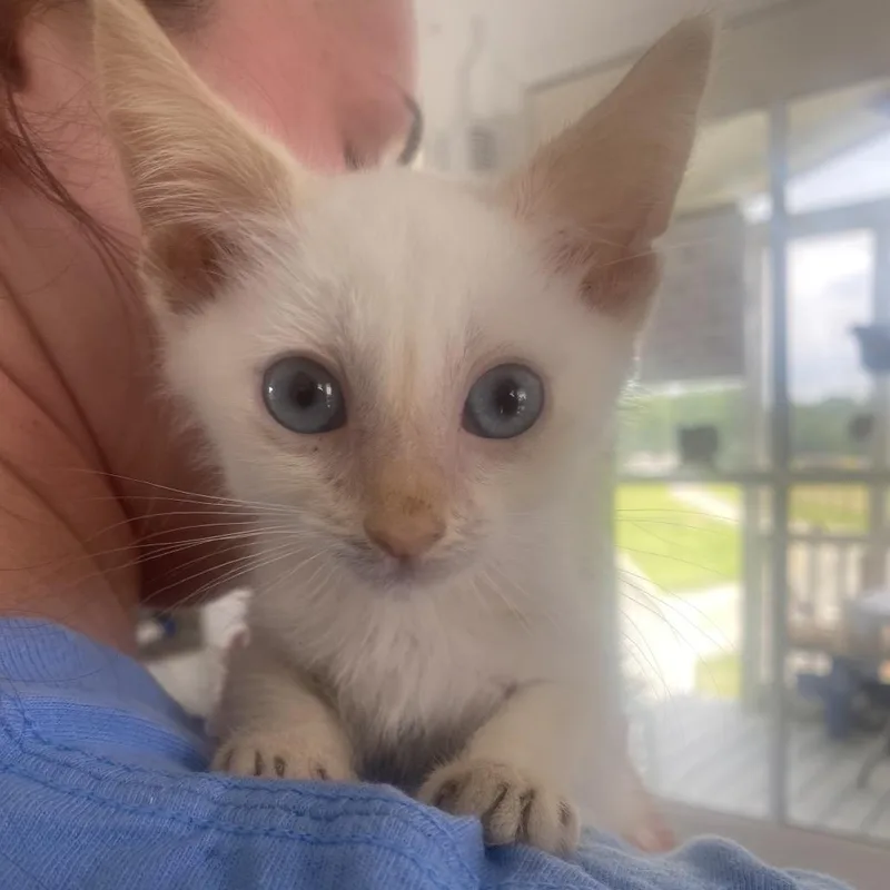A baby small-sized male Flame Point Domestic Short Hair cat named Toast for adoption in Chapel Hill, NC