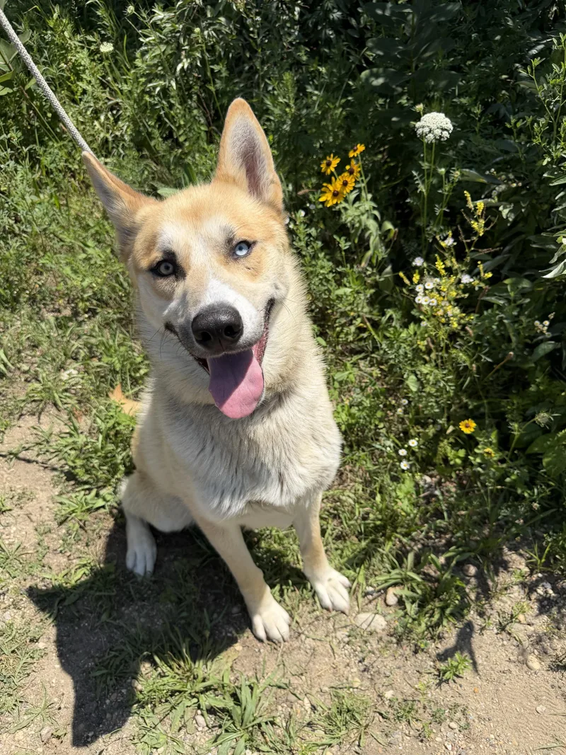 A young large-sized male Apricot / Beige Husky dog named Atlas Tag for adoption in Central Islip, NY
