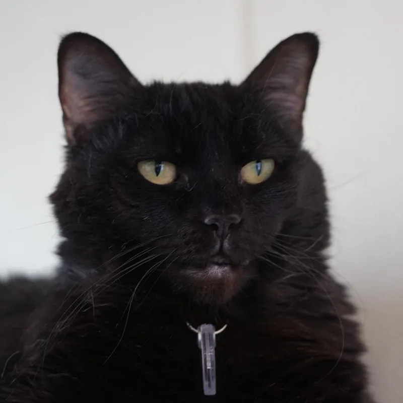 A senior large-sized female Black Domestic Short Hair cat named Luna the Great for adoption in Lakewood, CO