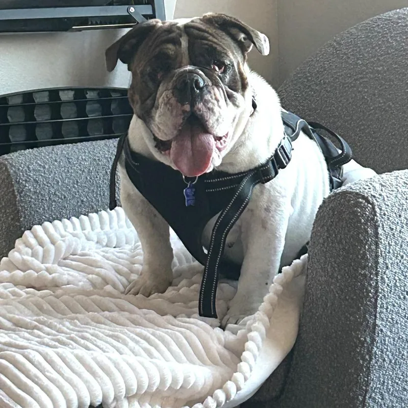 An adult medium-sized female White / Cream English Bulldog dog named Bernie for adoption in San Francisco, CA