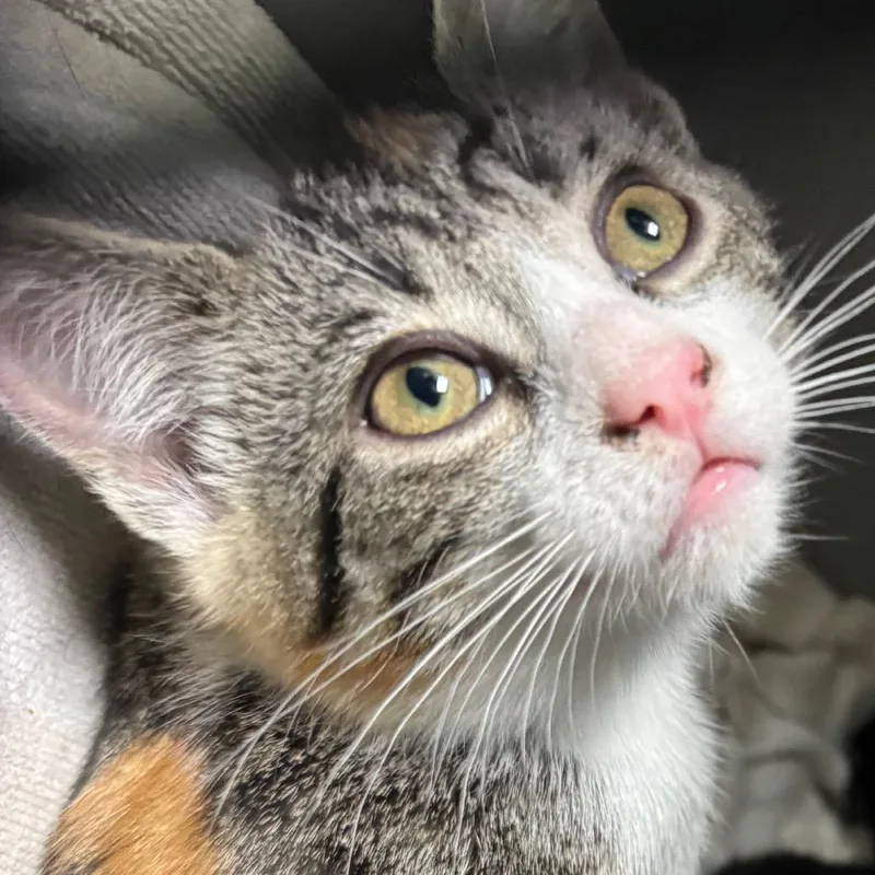 A baby small-sized female Brown / Chocolate Domestic Short Hair cat named Bee for adoption in Lakewood, CO