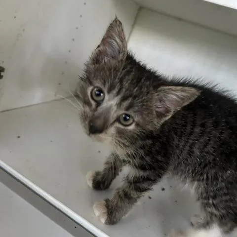 A baby small-sized male Gray / Blue / Silver Domestic Short Hair cat named Grasshopper for adoption in Columbus, NC