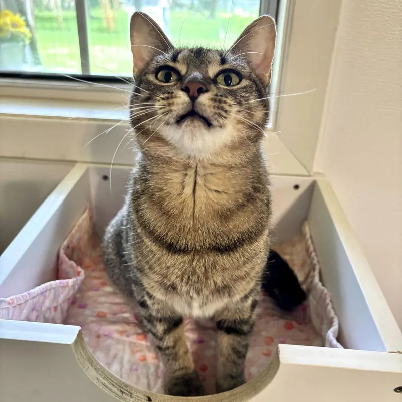 A young medium-sized female Brown / Chocolate Domestic Short Hair cat named Unsalted for adoption in Carencro, LA