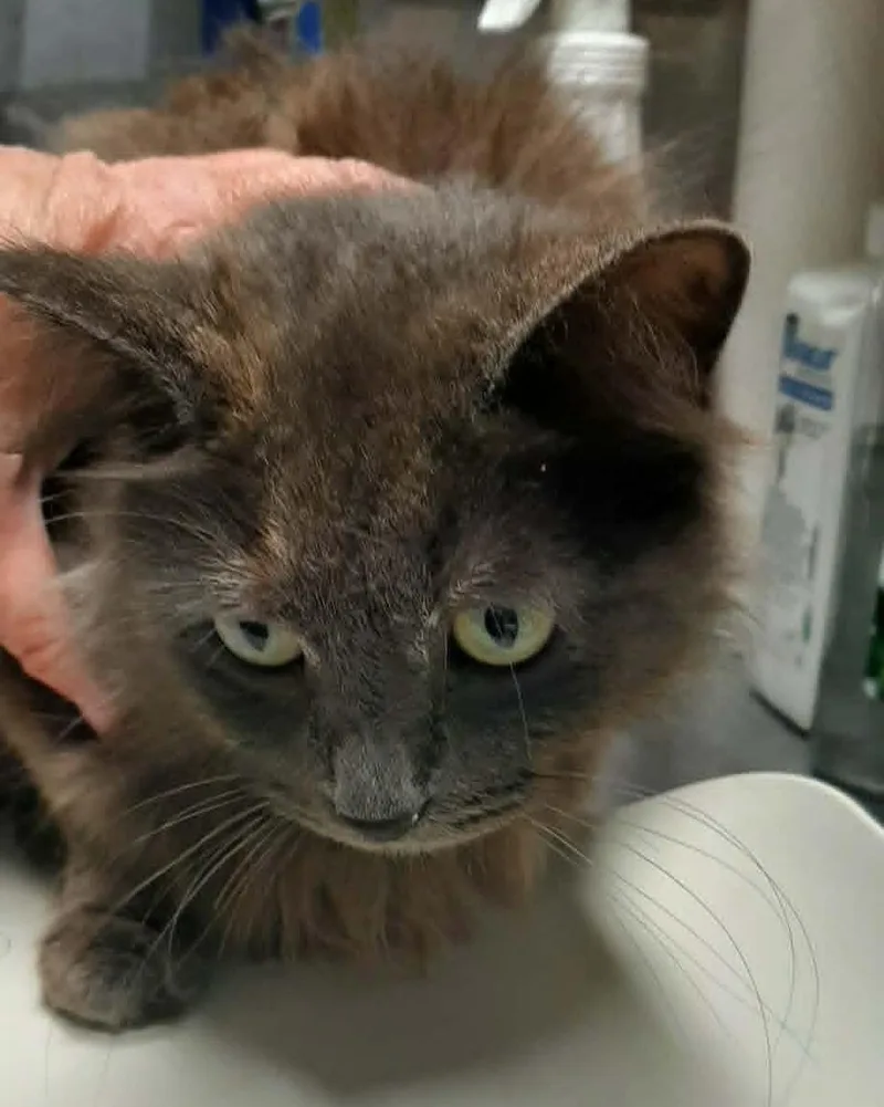 An adult medium-sized female Dilute Calico Calico cat named Ellie for adoption in Georgetown, OH