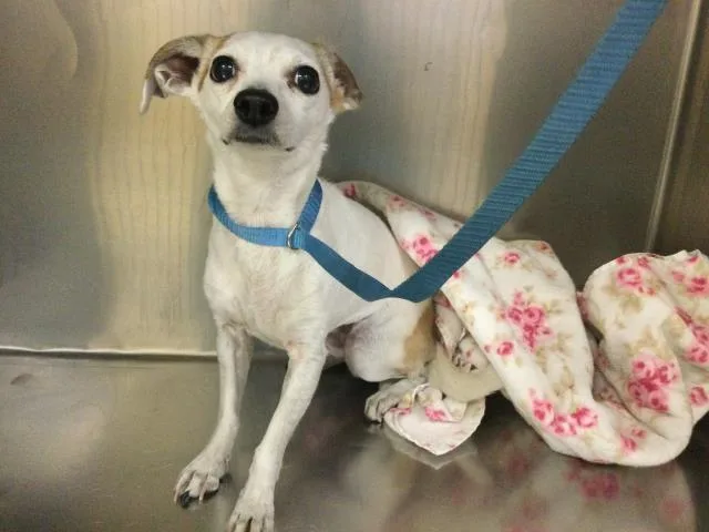 An adult small-sized female Chihuahua dog named Waffle for adoption in Riverside, CA