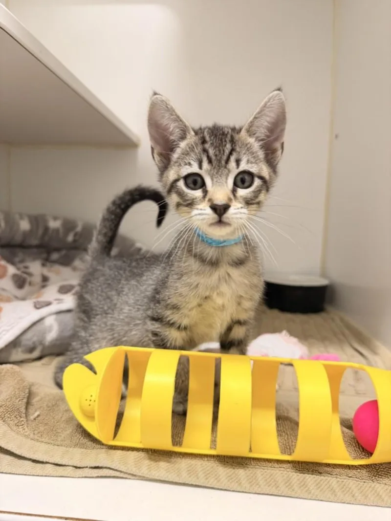 A baby small-sized male Domestic Short Hair cat named Thor for adoption in Hayward, CA